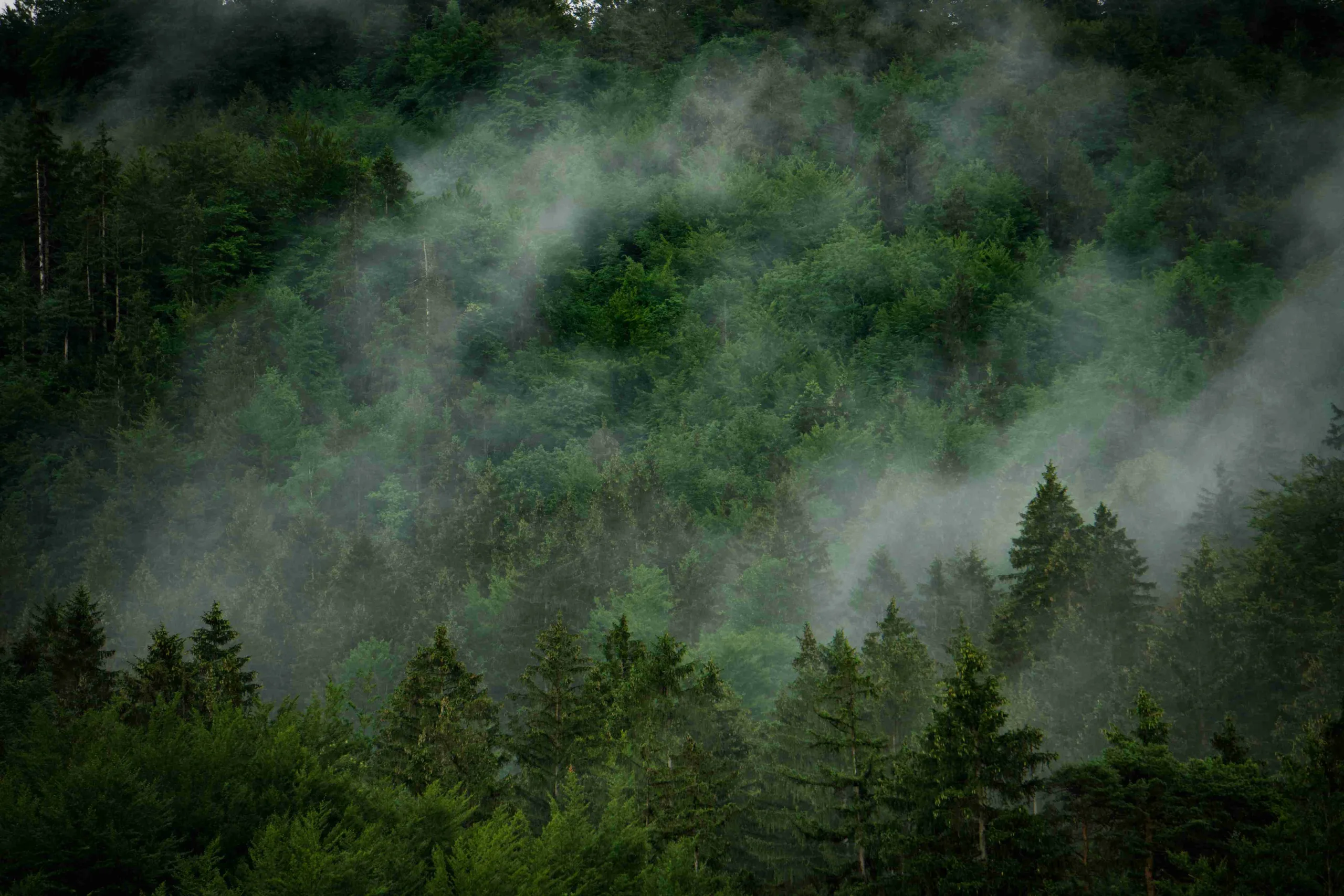 Nebelverhangener grüner Wald als Symbol für Nachhaltigkeit und Resilienz